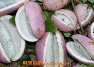 孕妇可不可以吃八月瓜